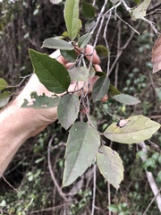 Aphananthe philippinensis