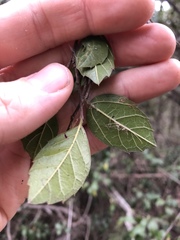 Aphananthe philippinensis