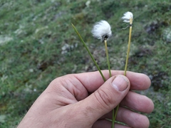 Eriophorum humile