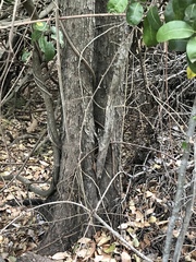 Aphananthe philippinensis