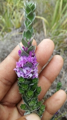 Amphithalea imbricata