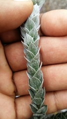 Amphithalea imbricata