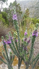 Amphithalea imbricata