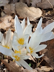 Crocus ochroleucus