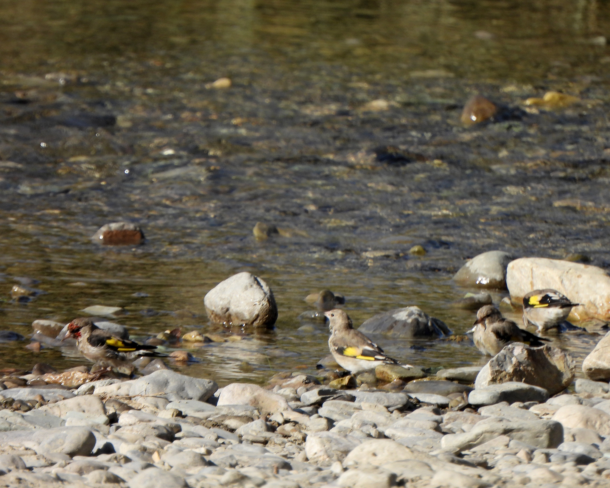 Grey-crowned Goldfinch