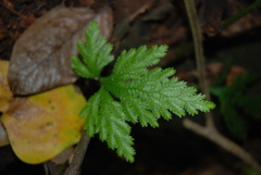 Selaginellaceae