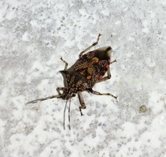 Eocanthecona furcellata