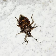 Eocanthecona furcellata