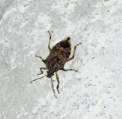 Eocanthecona furcellata