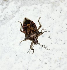 Eocanthecona furcellata