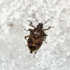 Eocanthecona furcellata