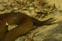 Oxyuranus scutellatus