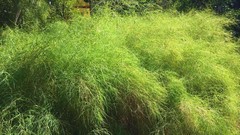 Muhlenbergia dumosa