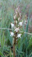 Satyrium ligulatum
