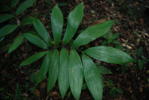 Image of Zamia neurophyllidia by no rights reserved