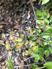 Aphananthe philippinensis