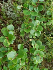 Betula divaricata