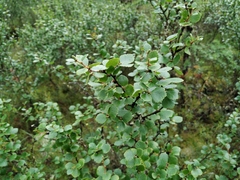 Betula divaricata