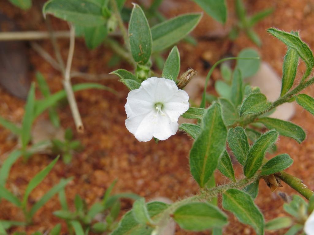 Seddera capensis