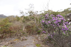 Prostanthera rotundifolia