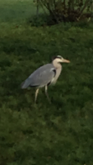 Ardea cinerea