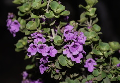 Prostanthera rotundifolia