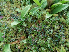 Vaccinium microcarpum