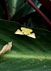 Corymica spatiosa