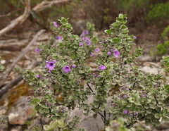 Prostanthera rotundifolia