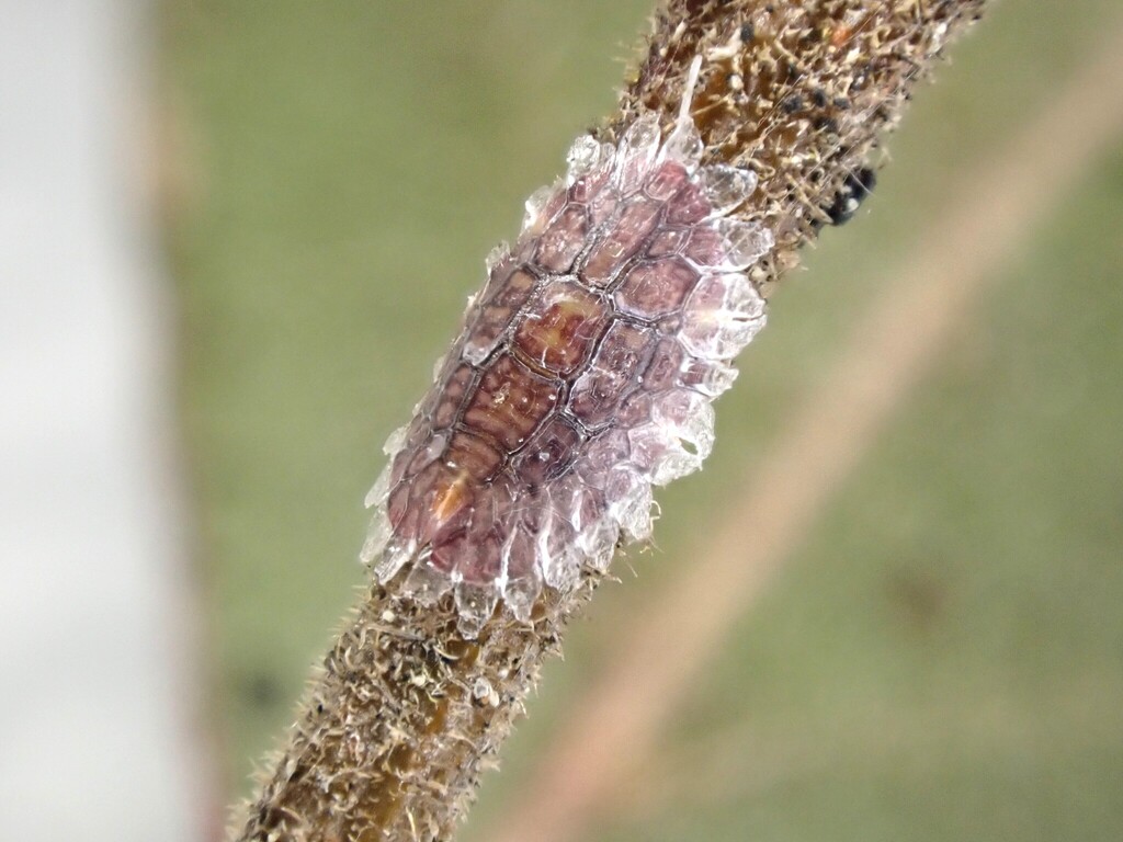 Crystallotesta neofagi