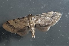 Idaea trypheropa