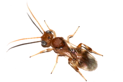 Phanerotoma planifrons