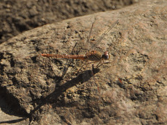 Crocothemis divisa