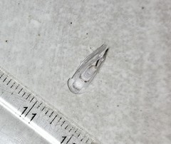 Niphopyralis