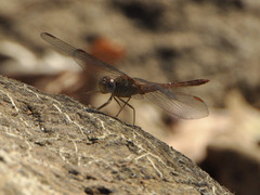 Crocothemis divisa