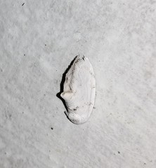 Niphopyralis
