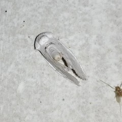 Niphopyralis