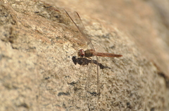 Crocothemis divisa