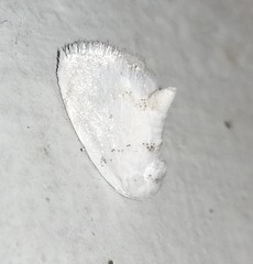 Niphopyralis