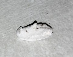 Niphopyralis