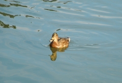 Anas platyrhynchos × zonorhyncha