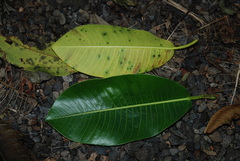 Ficus insipida