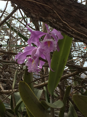 Cattleya maxima
