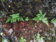 Gymnocarpium jessoense