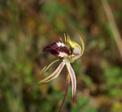 Caladenia stricta