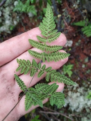 Gymnocarpium jessoense