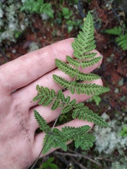 Gymnocarpium jessoense