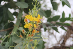 Cleome foliosa