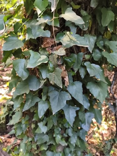 Common ivy