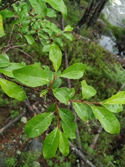 Salix taraikensis